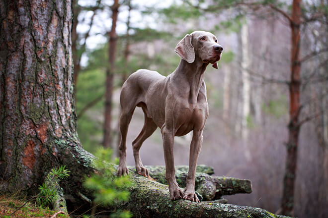 weimaraner nel bosco