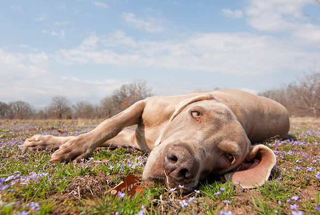 weimaraner testardo