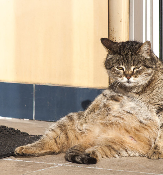 gatti obesi