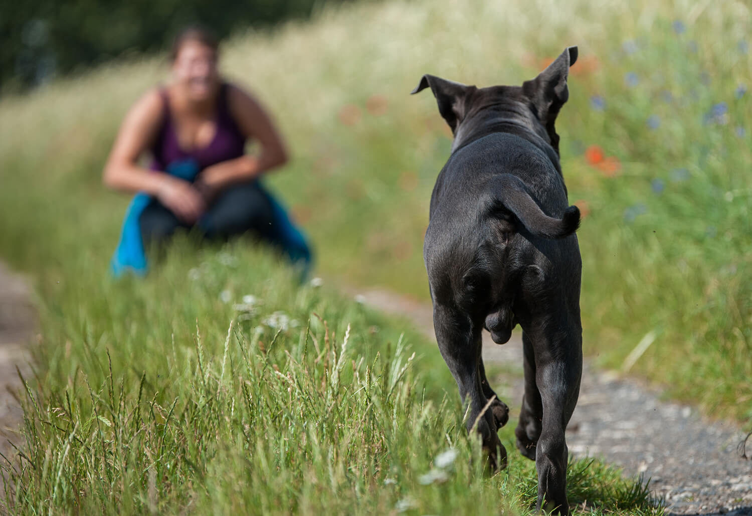 richiamo-del-cane-educazione