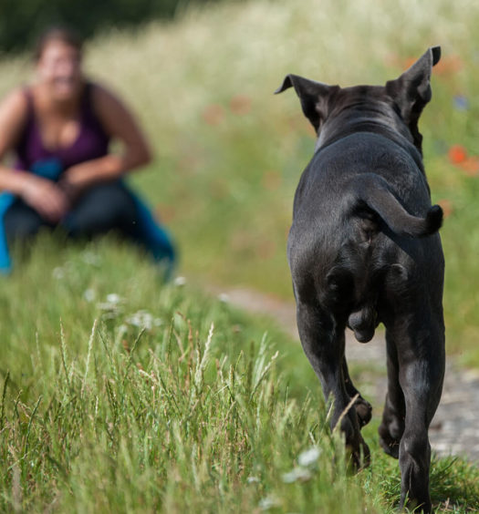 richiamo-del-cane-educazione