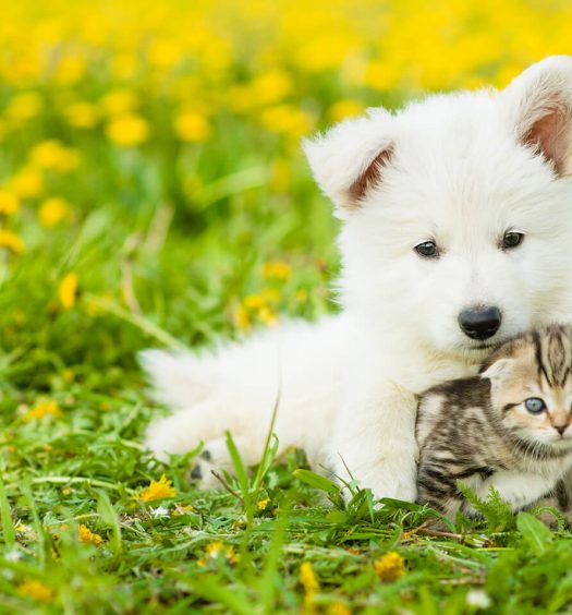 alitosi-cane-e-gatto