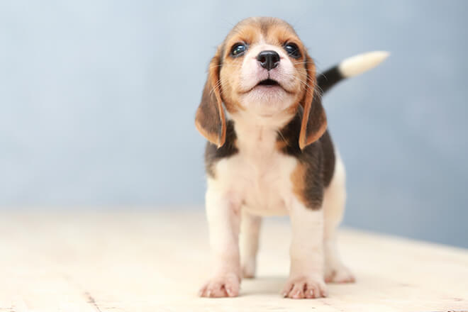 cucciolo-di-cane-beagle