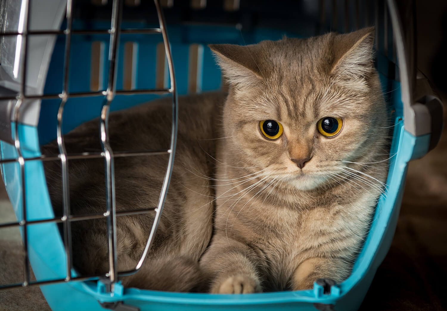 trasportino-per-gatti-7-consigli-per-viaggiare