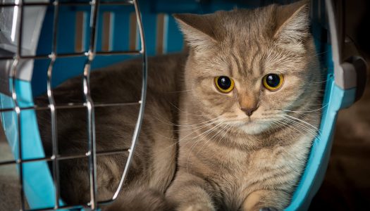 Trasportino per gatti: 7 consigli pratici per viaggiare sereni