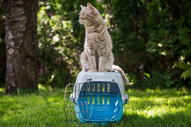 trasportino-per-gatti-una-sfida