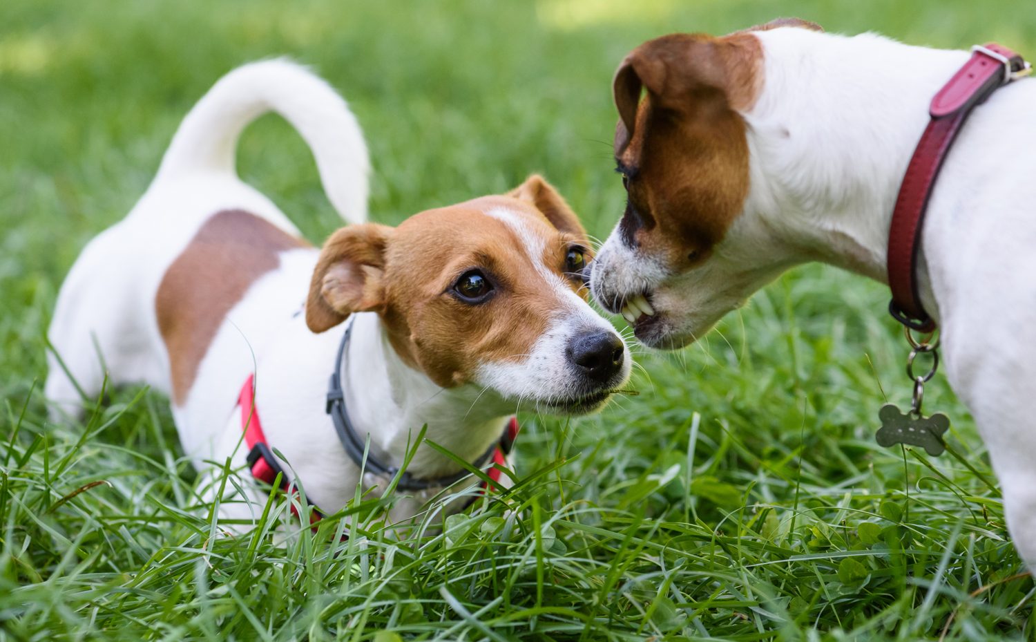comunicazione-cane-spazio-distanze