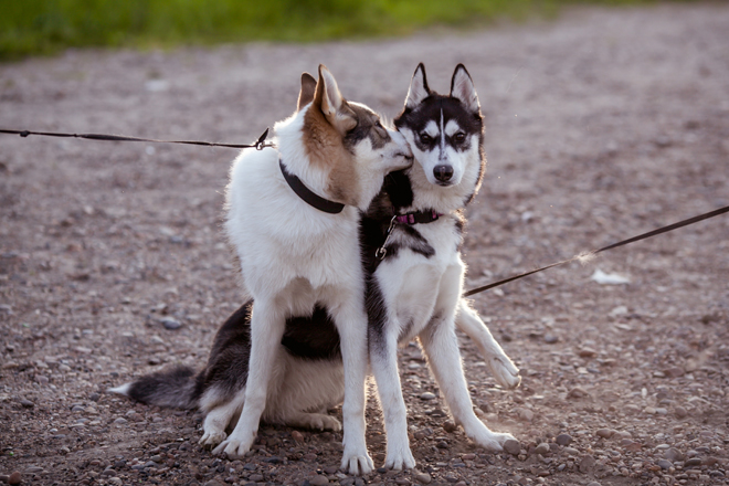 comunicazione-cane-spazio-distanze-2