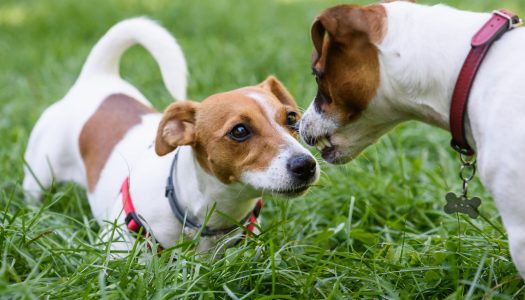 La comunicazione del cane: lo spazio e le distanze