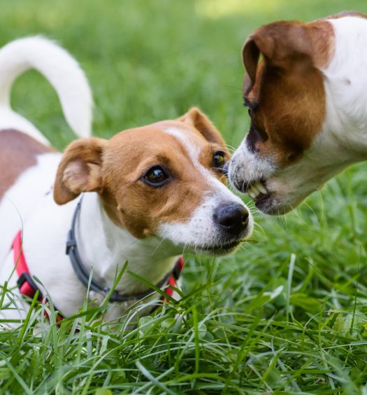 comunicazione-cane-spazio-distanze