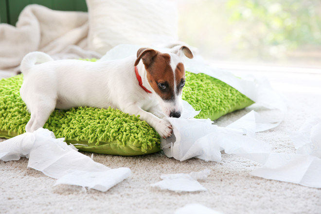 comportamento-cani-ansia-da-separazione