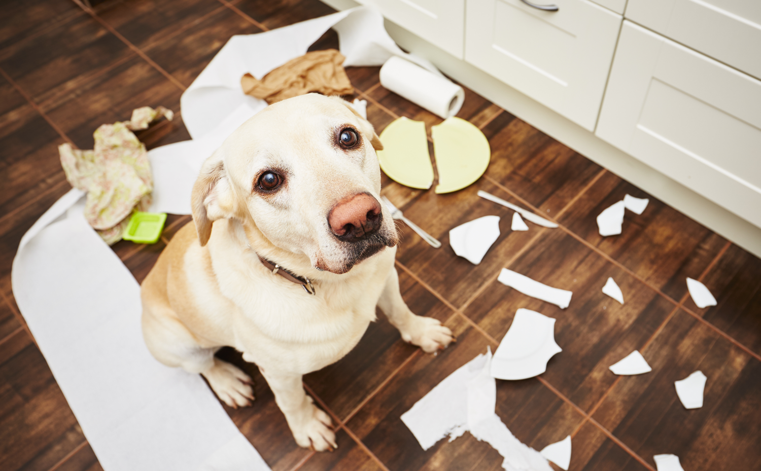 comportamento-cani-dispetti