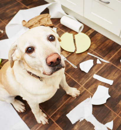 comportamento-cani-dispetti