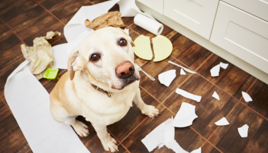 Perché i cani sono dispettosi?