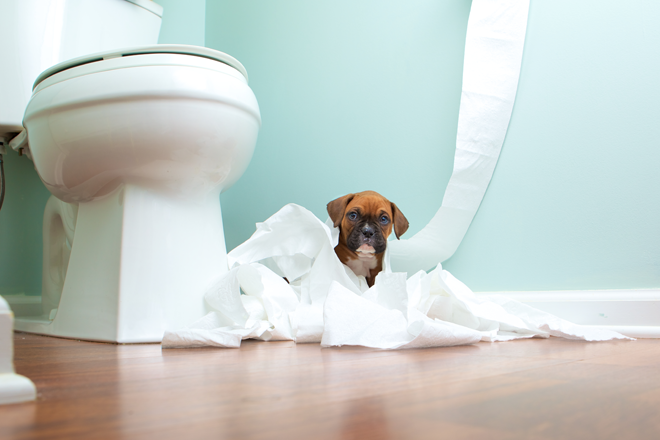 comportamento-cani-dispetti-carta-igienica