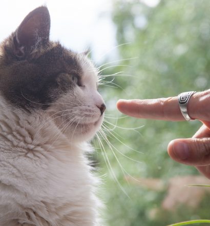 comportamento-dei-gatti-regole-sono-tutti-anarchici