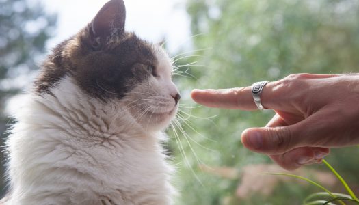 I gatti sono tutti anarchici?