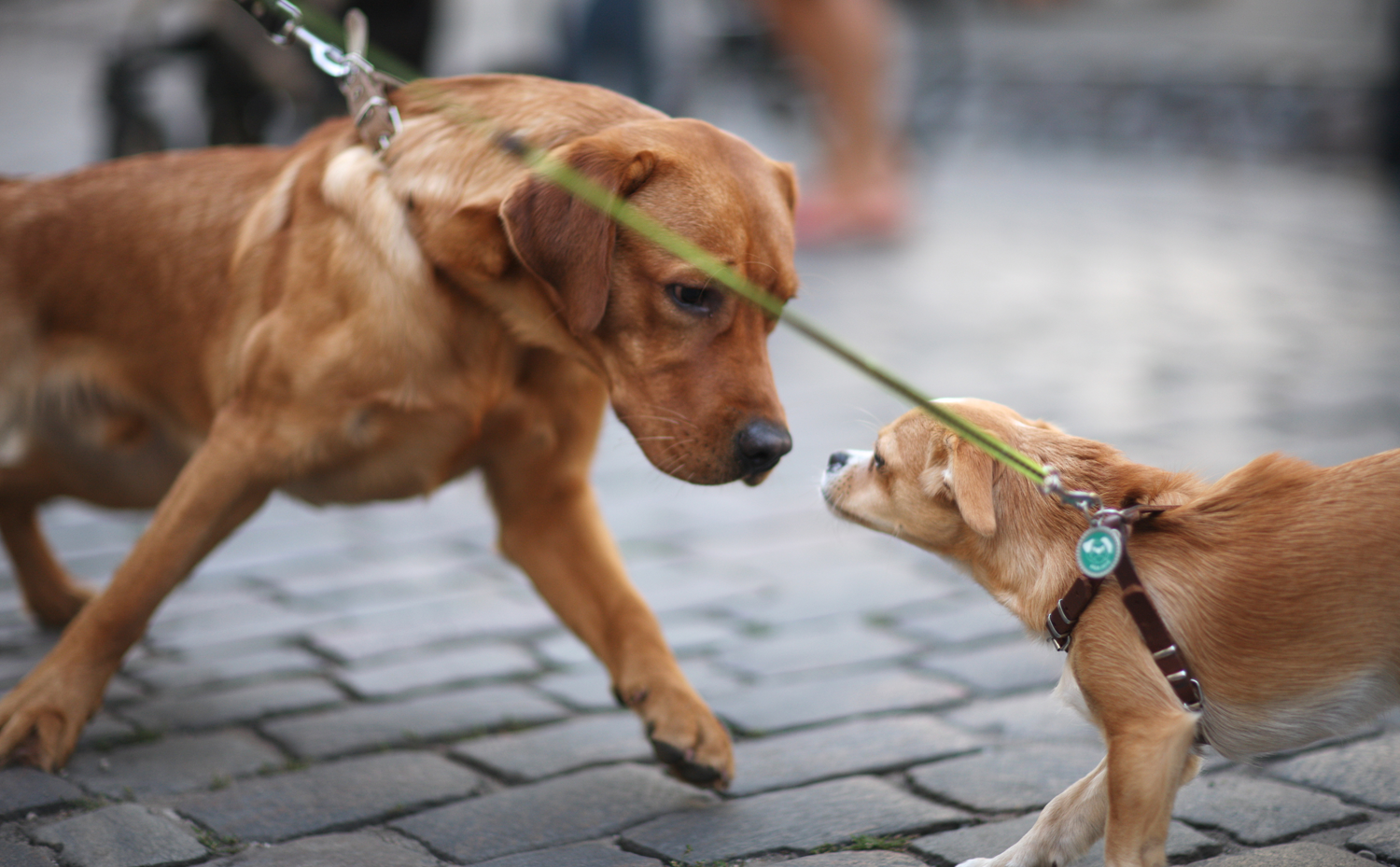 educa-il-cane-socializzare-con-altri-cani