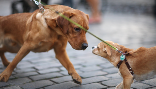 La socializzazione con gli altri cani