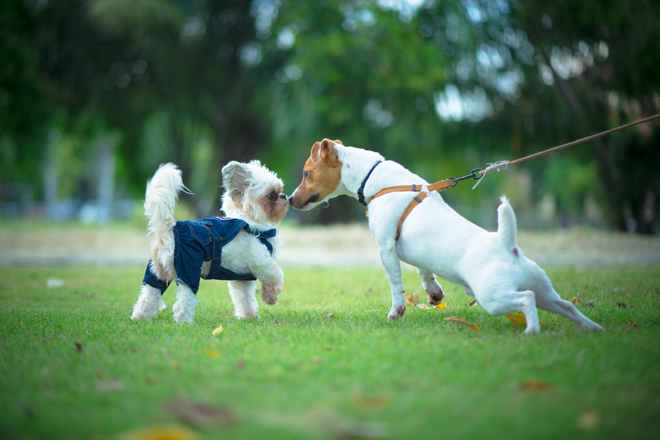 educare-il-cane-socializzare-guinzaglio