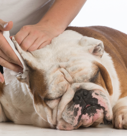 pulizia-orecchie-cane-gatto