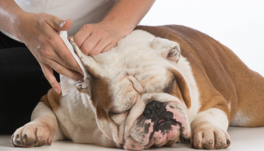 Quando e perché pulire le orecchie al cane e al gatto?