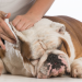 pulizia-orecchie-cane-gatto