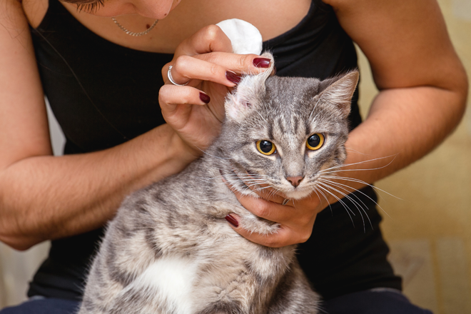 pulizia-orecchie-gatto