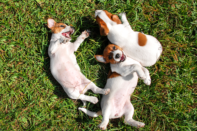 socializzare-con-altri-cani-2