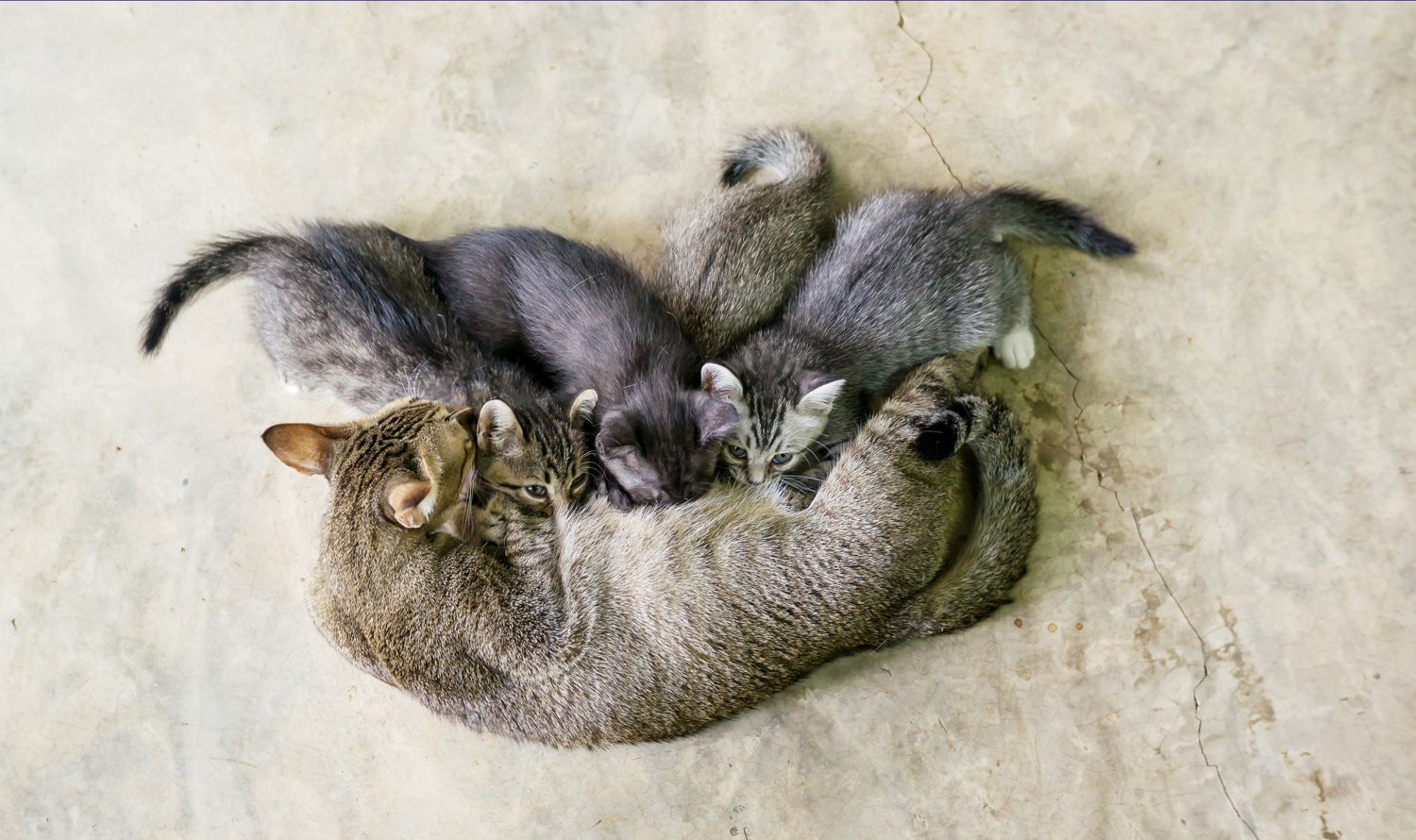 ciclo-riproduttivo-gatti