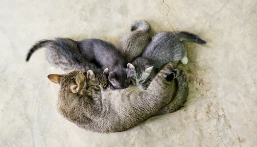 Il ciclo riproduttivo dei gatti