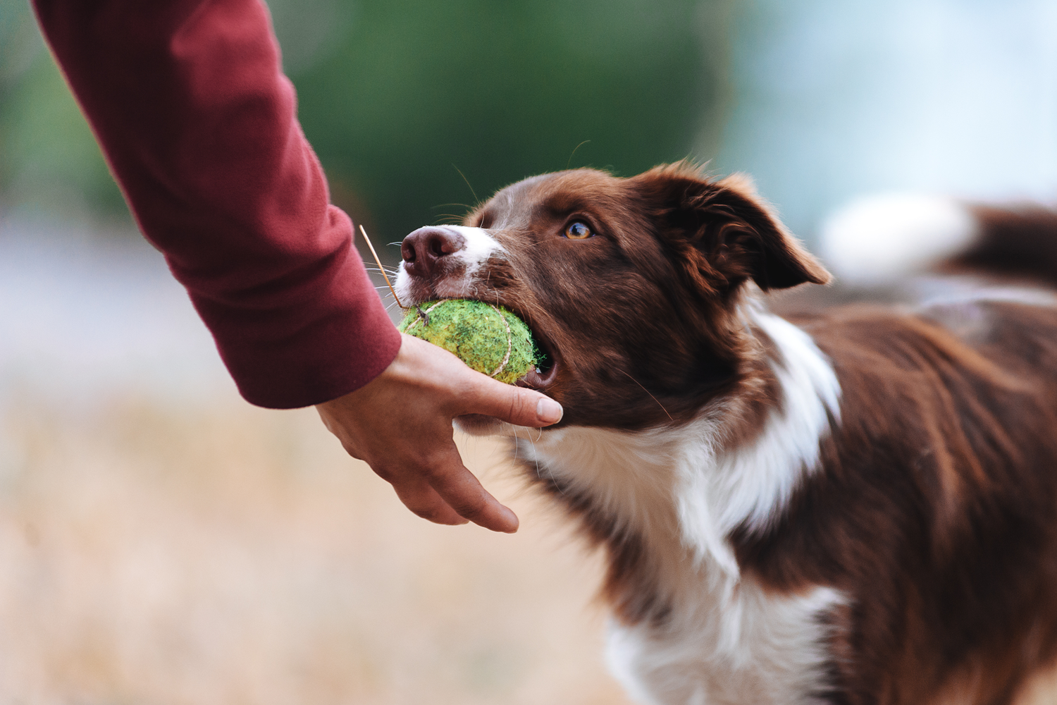 comportamento-cani-importanza-motivazioni