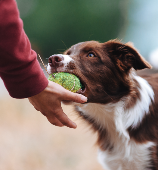 comportamento-cani-importanza-motivazioni