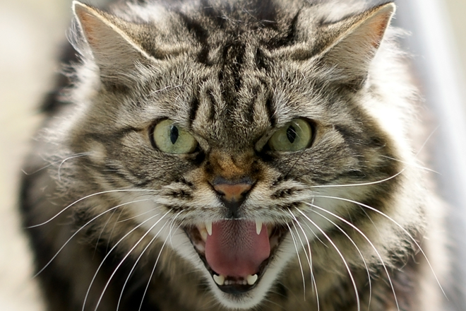 emozioni-gatto-secondarie