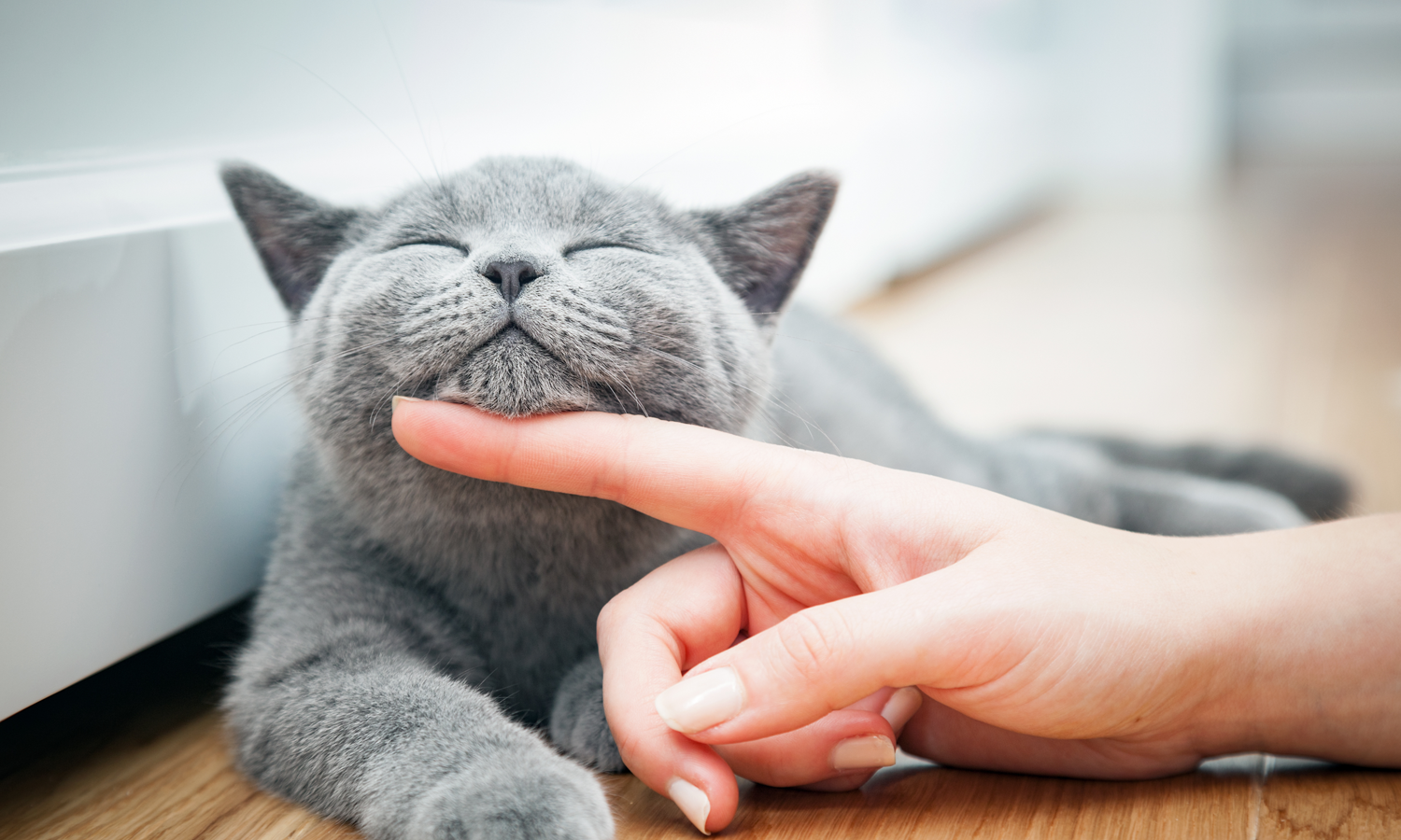 inside-out-emozioni-gatto