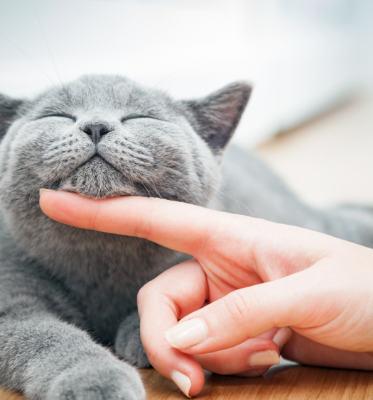 inside-out-emozioni-gatto