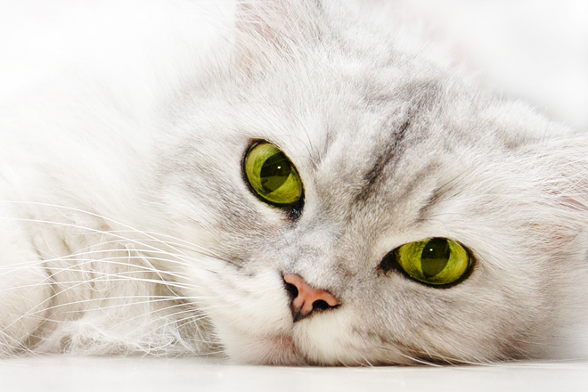 lacrimazione-gatto-persiano