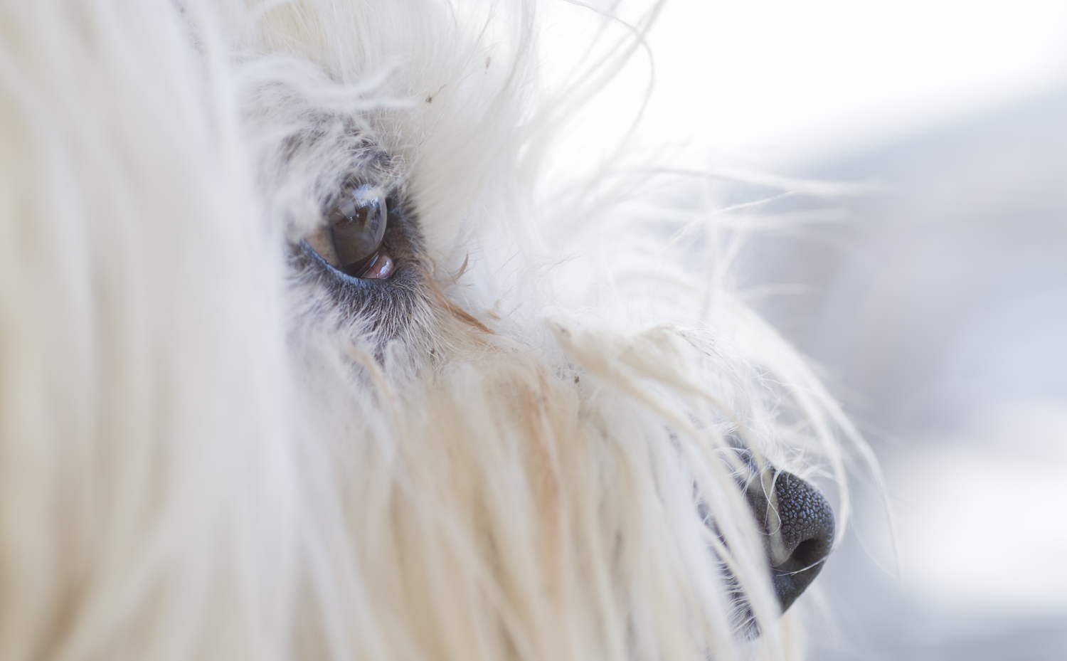 lacrimazione_cane_gatto