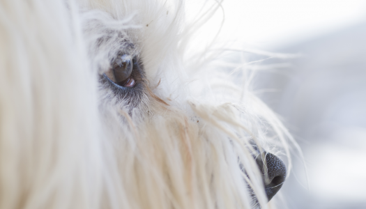 La lacrimazione eccessiva del cane e del gatto