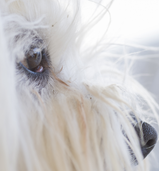 lacrimazione_cane_gatto