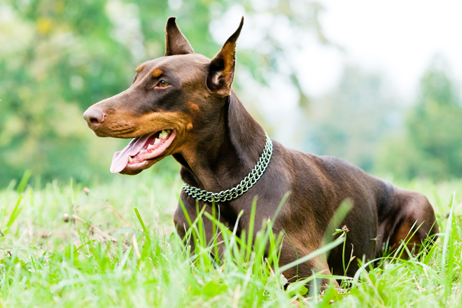 motivazioni-cani-cane-guardia