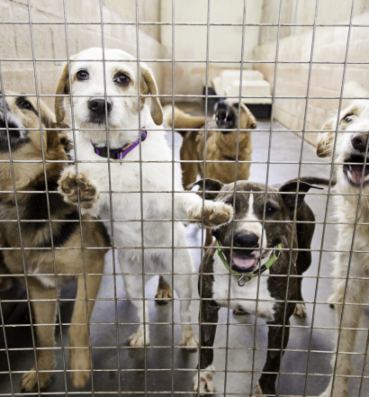 racconto-giornata-in-canile