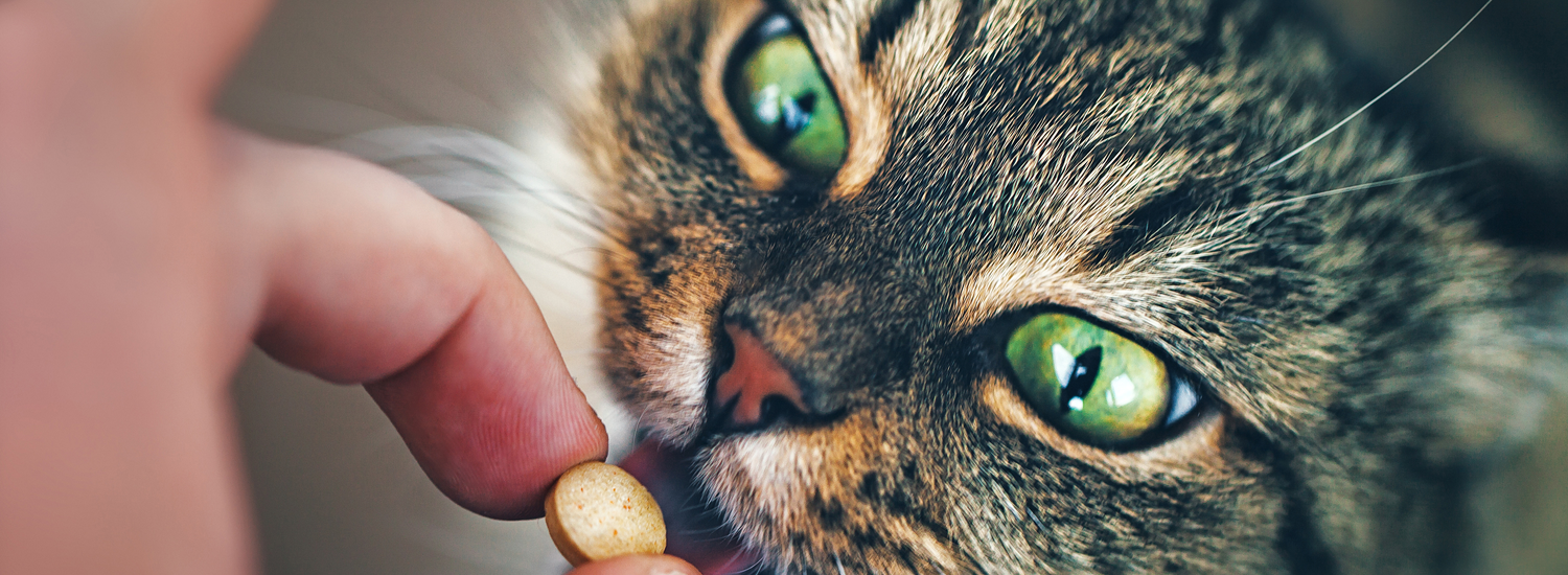 come dare la pillola al gatto cover