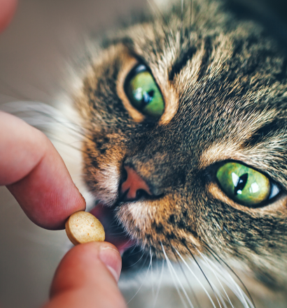 come dare la pillola al gatto cover