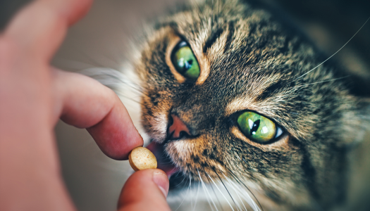 Come dare la pillola al gatto: consigli e alternative