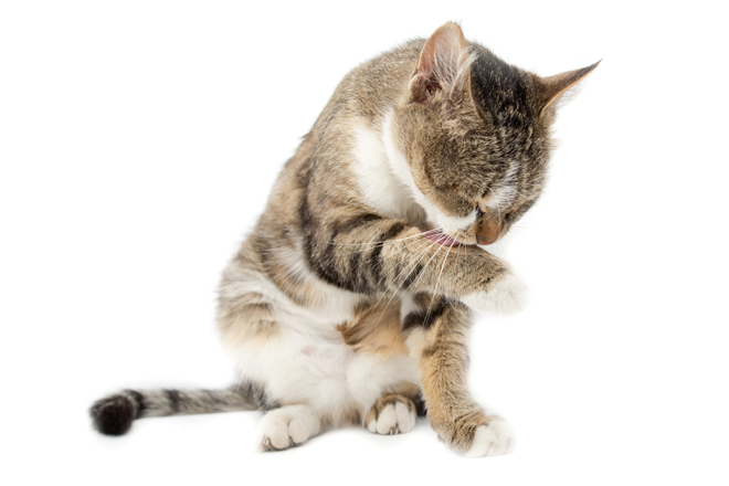 come-dare-la-pillola-al-gatto-zampa