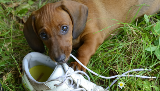 Comportamento dei cani: il cucciolo che morde tutto