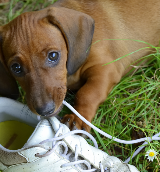 comportamento cani cucciolo morde tutto