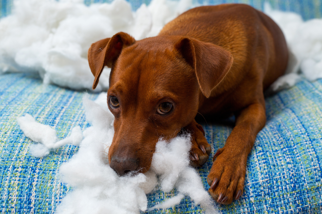 comportamento cani cucciolo morde dispetti