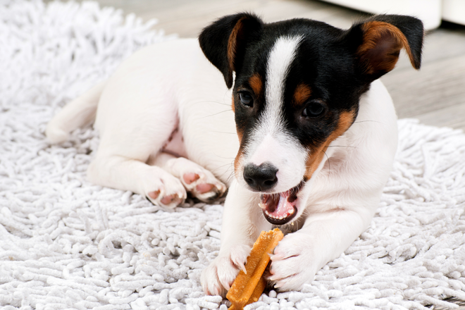 comportamento-cani-cucciolo-morde-osso